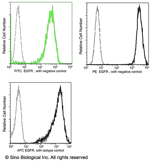 EGFR / HER1 / ErbB1 Antibody (FITC), Rabbit MAb