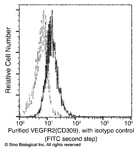 VEGFR2/KDR/Flk-1/CD309 Antibody, Rabbit MAb