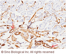 CD146 / MCAM Antibody, Rabbit MAb