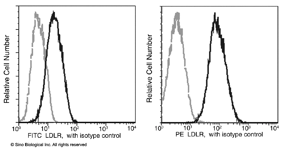 LDL Receptor / LDLR Antibody (FITC), Rabbit MAb