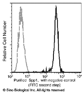 Osteopontin / SPP1 / ETA-1 Antibody, Rabbit MAb