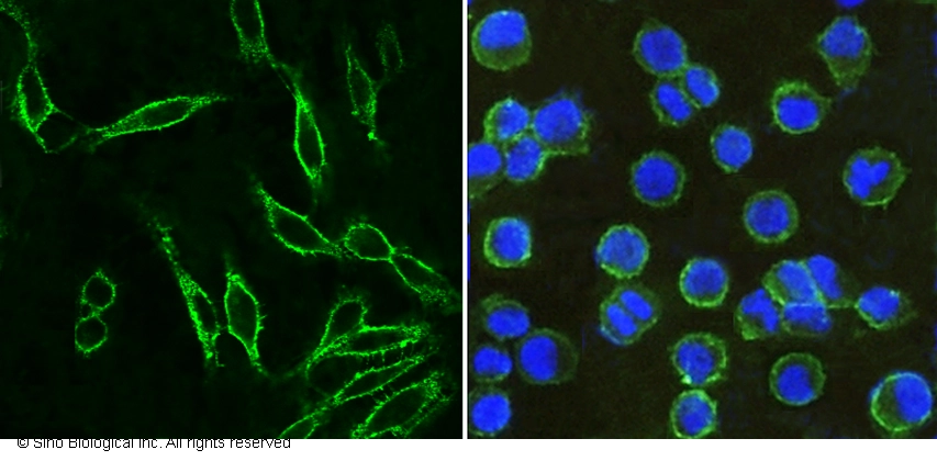 CD9 Antibody, Mouse MAb