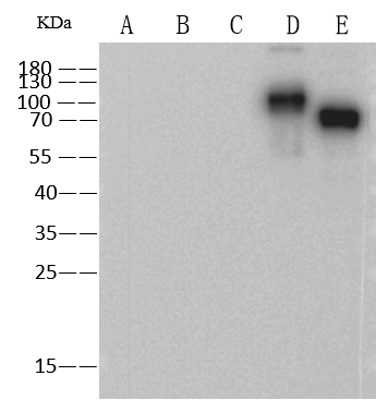 Influenza B Hemagglutinin / HA Antibody, Mouse MAb