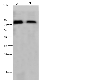 Influenza A H1N1 (A/Puerto Rico/8/1934) Hemagglutinin / HA Antibody, Rabbit PAb, Antigen Affinity Purified