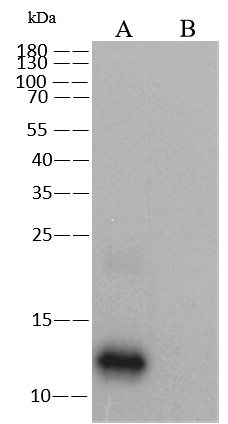Monkeypox Virus (MPXV) A29 Antibody, Mouse MAb