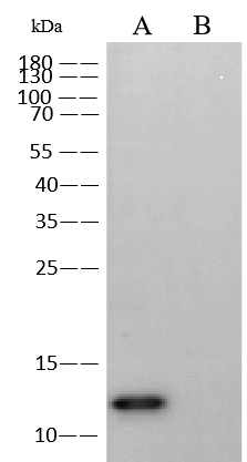 Monkeypox Virus (MPXV) A29 Antibody, Mouse MAb