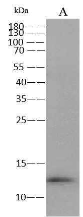 Monkeypox Virus (MPXV) A29 Antibody, Rabbit PAb, Antigen Affinity Purified