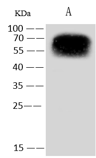 M13 Bacteriophage G3P Antibody, Rabbit PAb, Antigen Affinity Purified