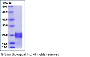 Human VEGF 183 / VEGF-A Protein