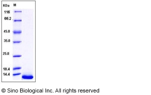 Human HBEGF / DTR Protein