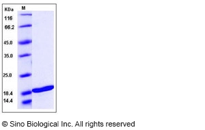 Human TNFSF10 / TRAIL / APO-2L / CD253 Protein