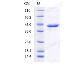 Human TGF-beta 3 / TGFB3 Protein (Fc Tag)