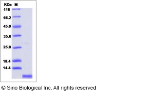 Human CXCL2 / MIP-2 Protein