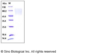 Human Fractalkine / CX3CL1 Protein (His Tag)