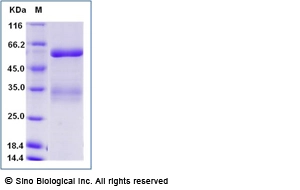 Human ANGPTL3 / Angiopoietin-like 3 Protein (His Tag)