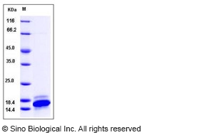 Human CXCL9 / MIG / C-X-C motif chemokine 9 Protein