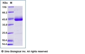 Human IL-5 Protein (Fc Tag)