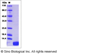 Mouse CXCL1 / MGSA / NAP-3 Protein