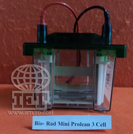 Mini Protean 3 Cell