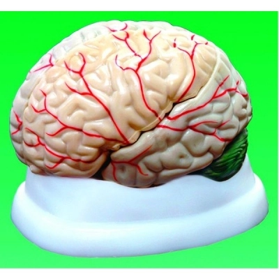 United Scientific Brain Model, 3-Part MAHB03