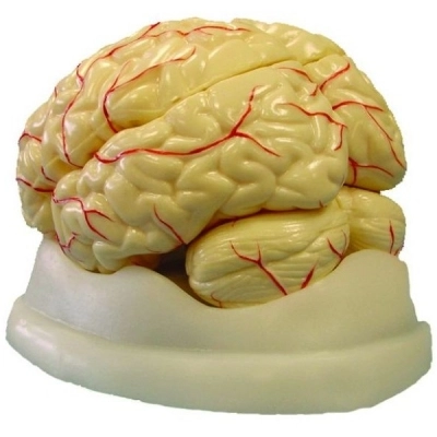 United Scientific Brain Model, 8-Part MAHB08