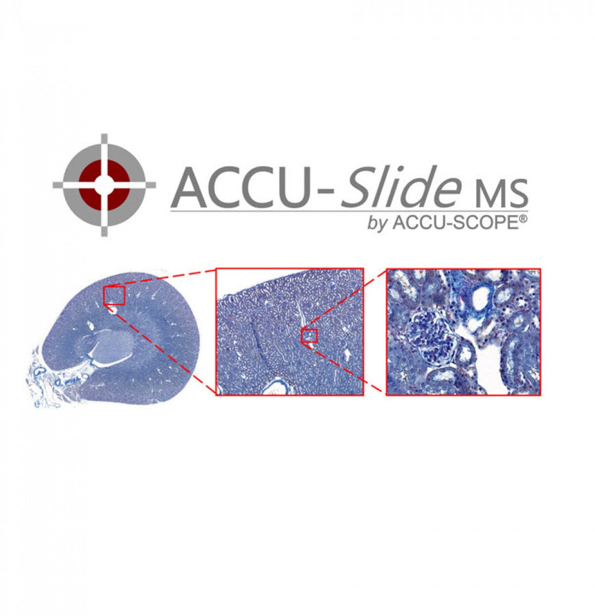 Accu-Scope ACCU-SlideMS Manual Slide Scanning System