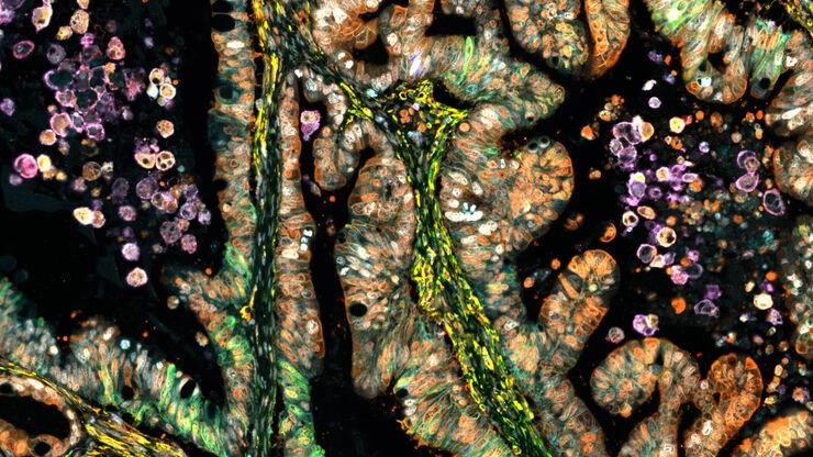 Cell DIVE Multiplex Imaging Solution