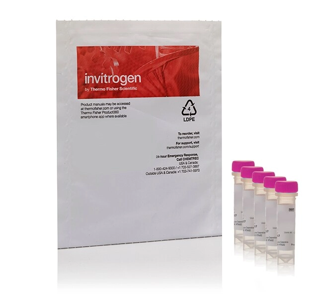 CellROX Orange Reagent, for oxidative stress detection