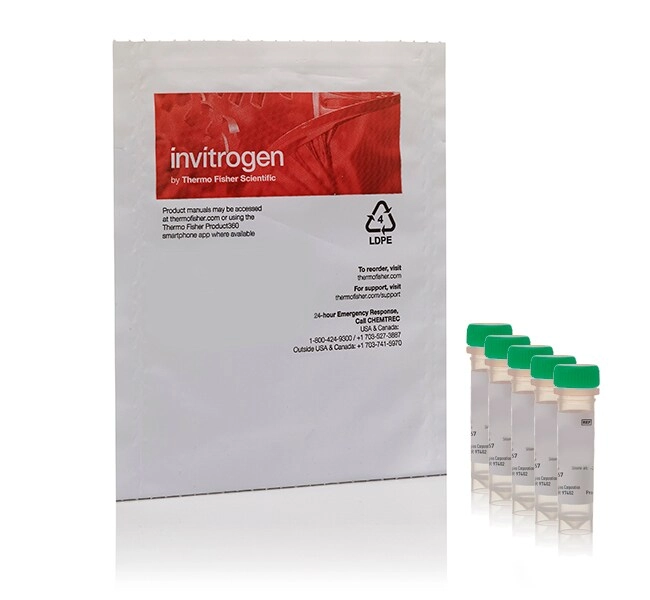 CellROX Green Reagent, for oxidative stress detection