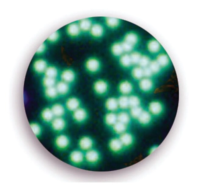 Fluoro-Max Green Particulate Marker Particles