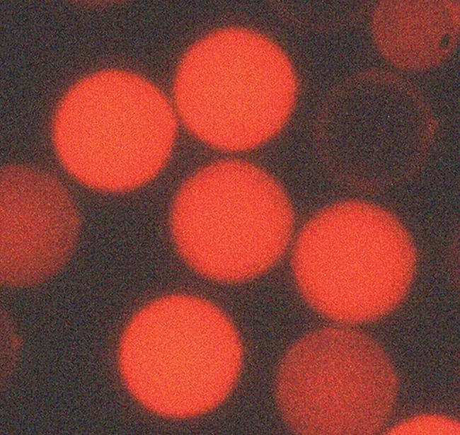 Fluoro-Max Fluorescent Carboxylate-Modified Particles