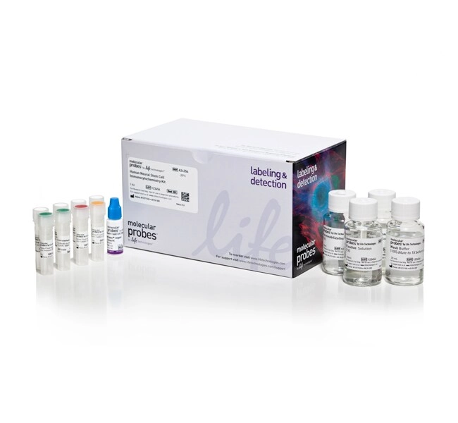 Human Neural Stem Cell Immunocytochemistry Kit