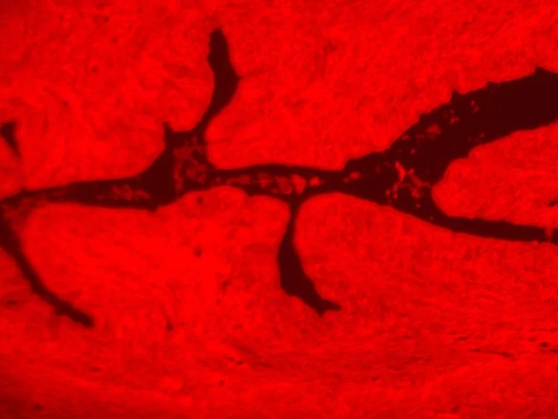 Zeiss AXIO Examiner.Z1 Fluorescence Motorized Water Immersion Capable