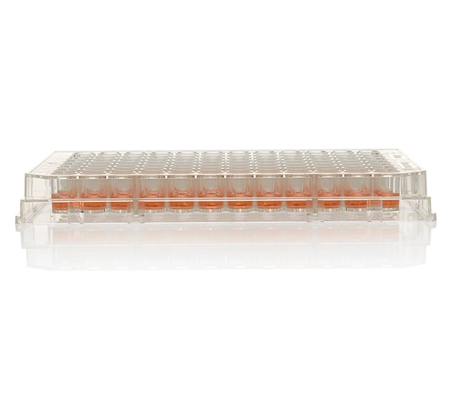 96 Well Plate, Non-Treated Surface, No lid, Non-sterile, Pack of 5