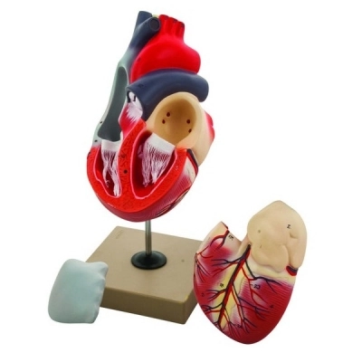 Eisco 2x Life-Size Human Heart Model, 3 Parts AM0076