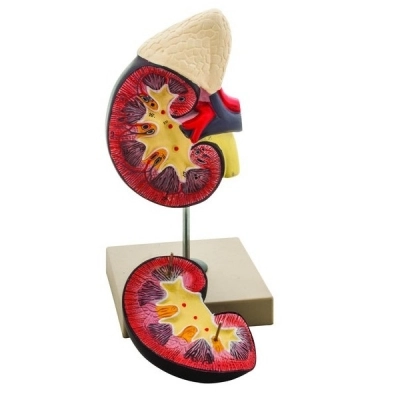 Eisco Life-Size Human Kidney with Adrenal Gland Model, 2 Parts AM0110