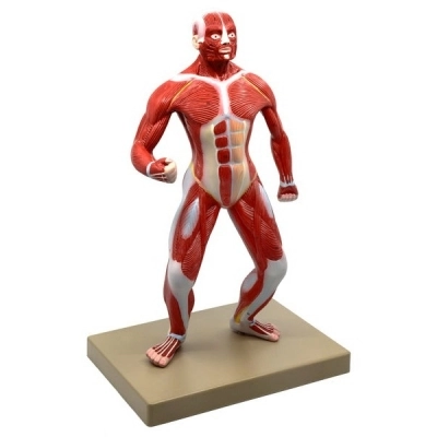 Eisco Human Muscular Body Anatomical Model, 1/4 Life-Size AM0091