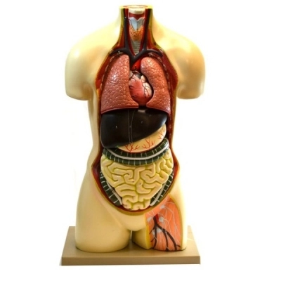 Eisco Human Torso Model without Head AM0006