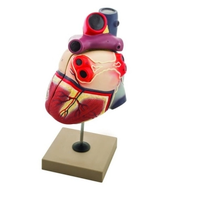 Eisco Enlarged Human Heart Model, 2 Parts AM0078