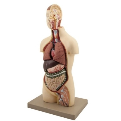 Eisco Labs Youth Torso Anatomical Model with Head, 9 parts, Half-Size Approx 18" Height AM0015