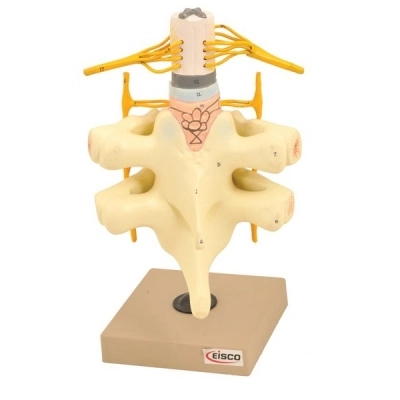 Eisco Spinal Cord and Nerves Model - Life Size AM0102B