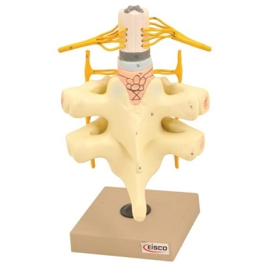 Eisco Spinal Cord &amp; Nerves Model - Life Size AM0102B