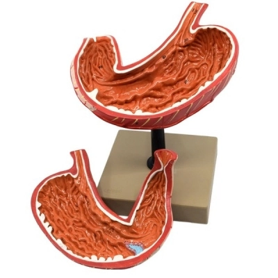 Eisco Human Stomach Model, 2 Parts, Three Dimensional, View with Hand Painted - Eisco Labs AM0085