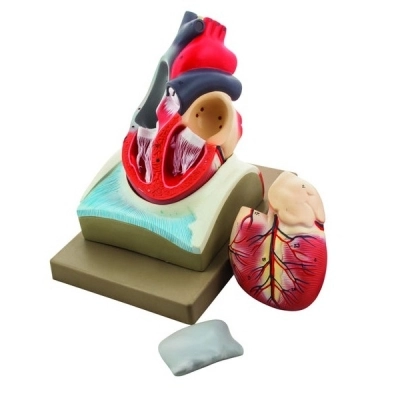 Eisco Labs Human Heart Model; Larger Than Life Size (8" in Height); On Diaphragm AM0074