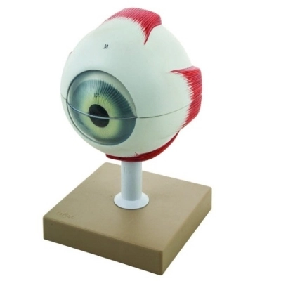 Eisco 5x Life-Size Human Eye Model, 6 Parts AM0034