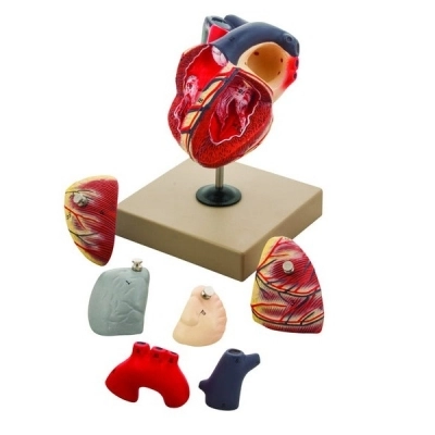 Eisco Life-Size Human Heart Model, 7 Parts AM0073