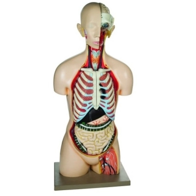 Eisco Life-Size Sexless Human Torso Model, 13 Parts AM0002