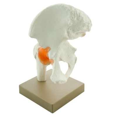 Eisco Model Human Hip Joint AM0135