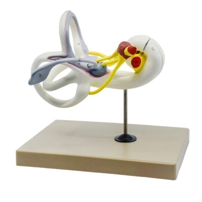 Eisco Inner Ear Labyrinth Model - 16X Life Size - Designed by Medical Professionals and Hand AM220AS