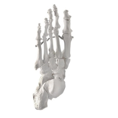 Eisco Foot Bone Model, Left - Anatomically Accurate Human Bone Replica AMCH1023AS